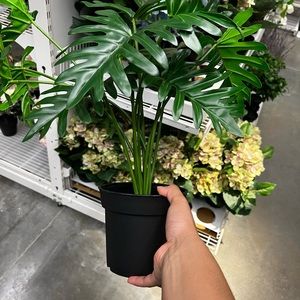 Meet your Posher, Ebony